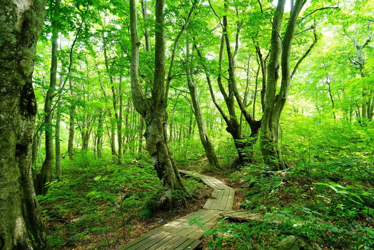 🌳 나카지마 고원과 사자코 습원 (나카지마다이 시시가하나 시츠겐) 이미지 7